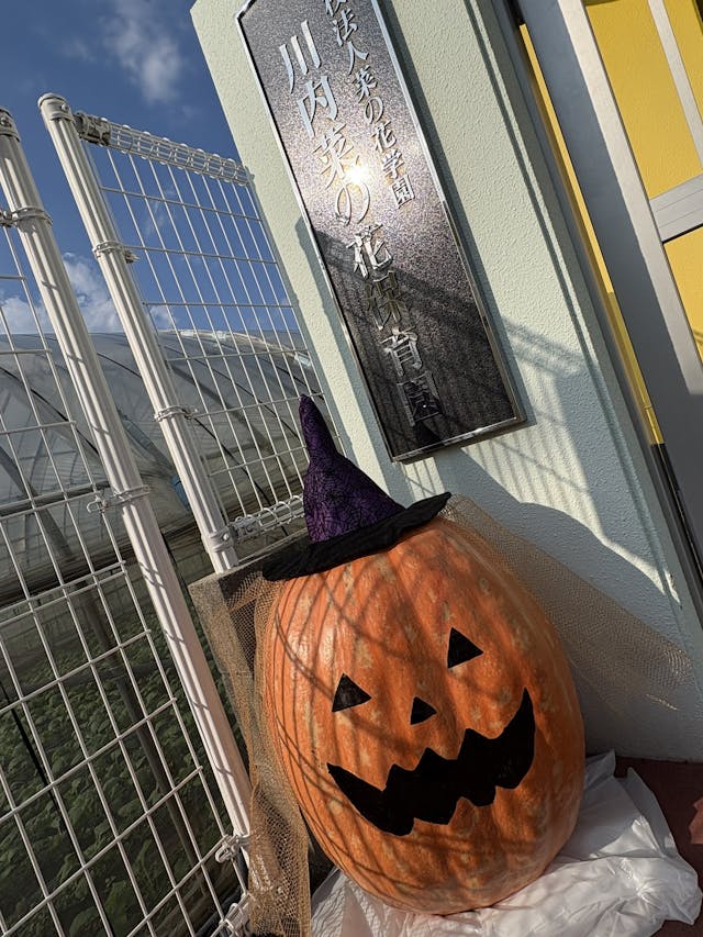 HAPPY HALLOWEEN🎵