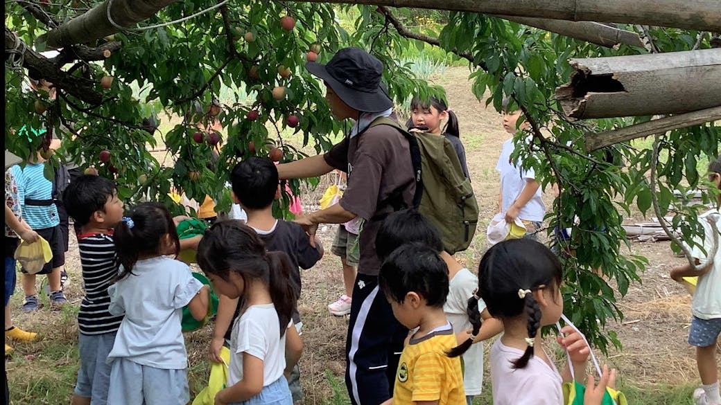 さくらんぼの収穫！