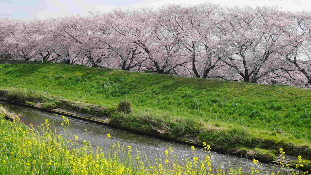 近くに黒目川