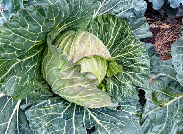 キャベツをいただきました(11月18日)