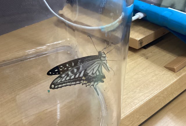 10月のブログをコスモスHPで公開中☆