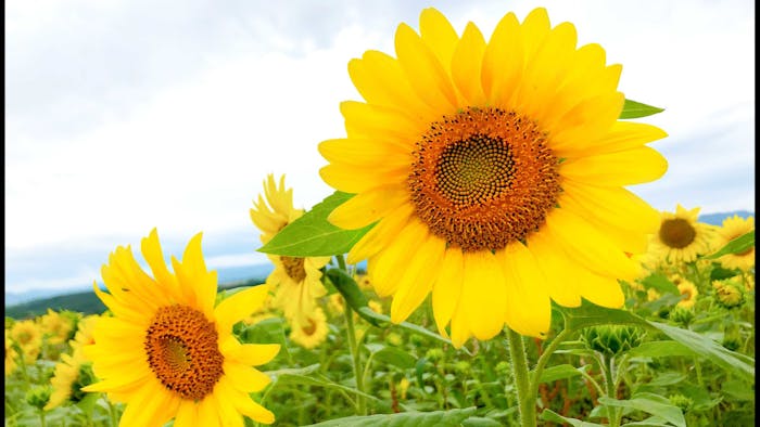 戸田ひまわり幼稚園の保育理念・方針