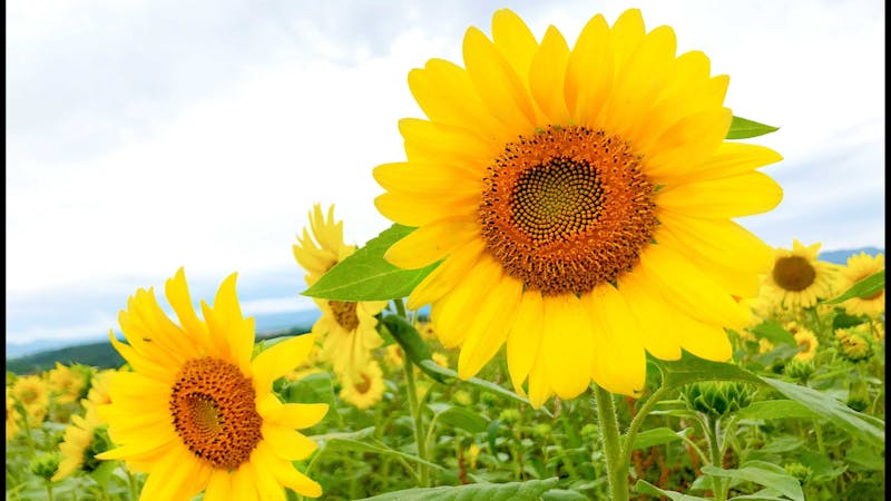 戸田ひまわり幼稚園の保育理念・方針