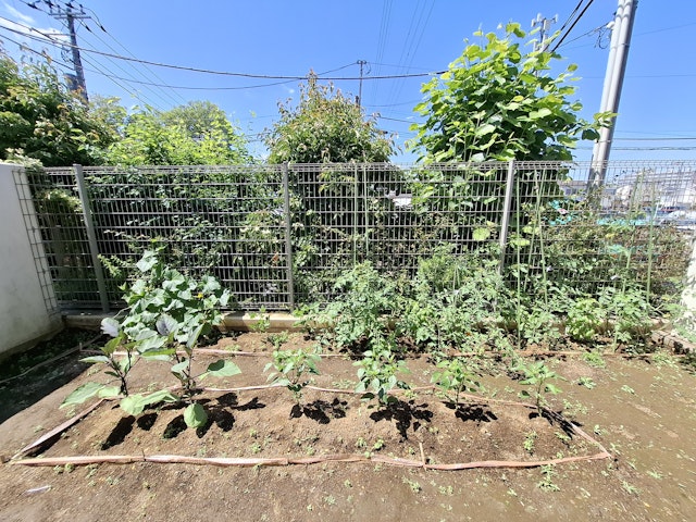 5月に植えた夏野菜の苗が大きく成長しています
