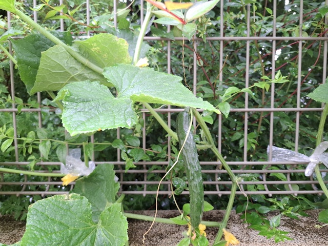 菜園で収穫したきゅうり
