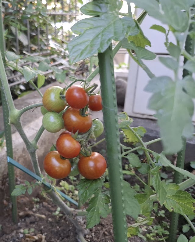 菜園で収穫した夏野菜を給食で提供してくれました