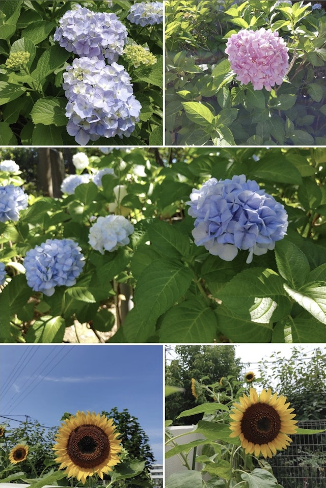 菜園で育てたひまわりをと緑道に咲く紫陽花