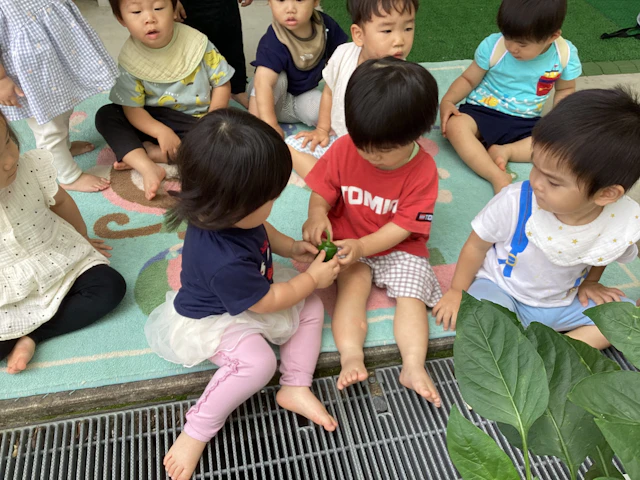 夏野菜の収穫、クッキングをしました。