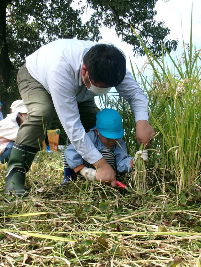稲刈りを行いました！