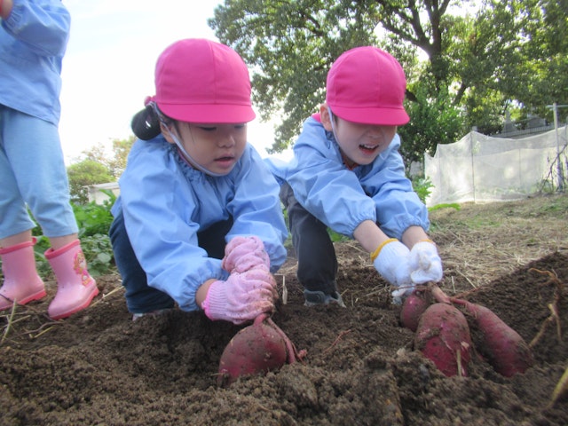 さつまいも堀りをし、さつまいもクッキングをしました！
