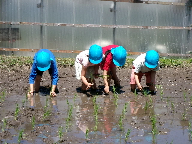 田植えを行いました！