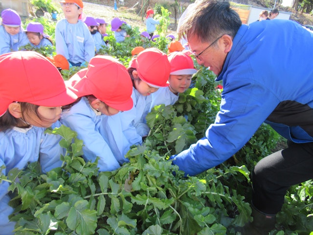 大根掘りとクッキングをしました