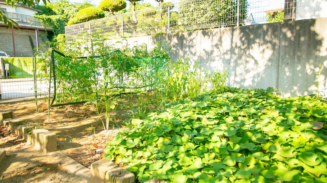 ビオトープや菜園から五感を使って命に対する思いやりを学ぶ