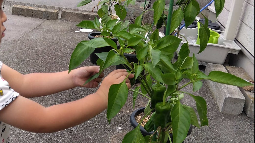 プランター菜園で収穫体験