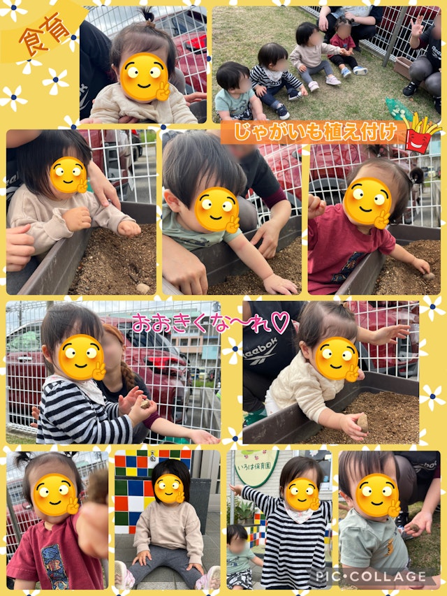 11月食育（じゃがいも植え付け）