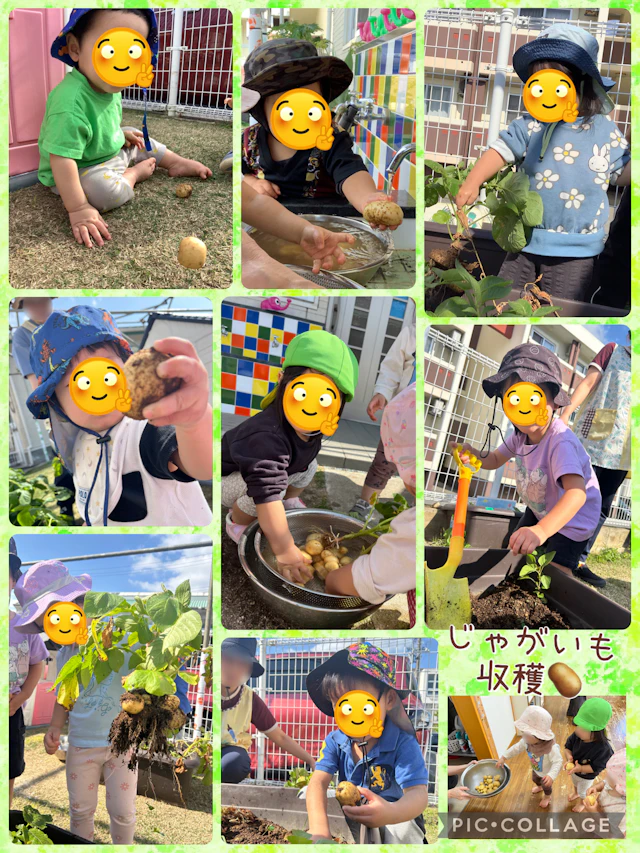 じゃがいも収穫🥔