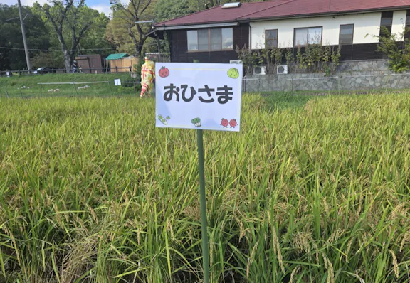 株式会社チャイルドステージ チェリッシュおひさま保育園