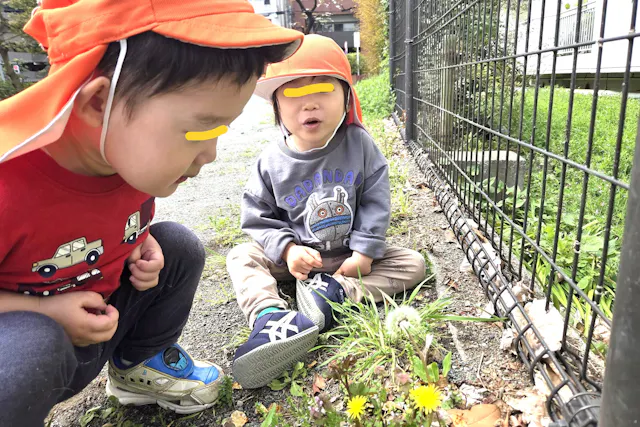 公園の片隅にタンポポ
