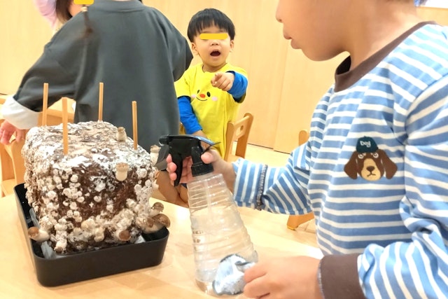 シイタケの赤ちゃんがいっぱい出てきました