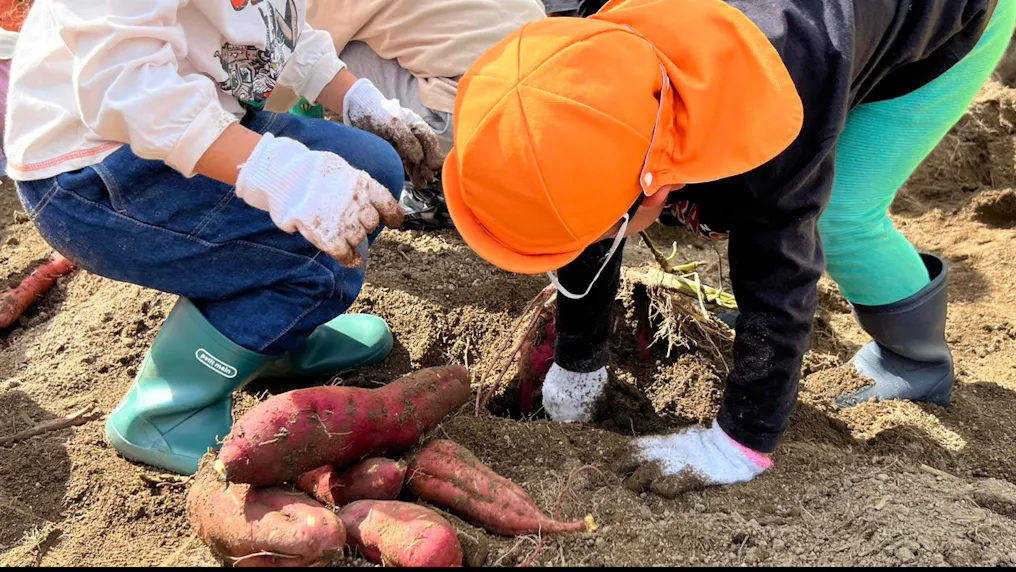 畑や園庭で季節ごとの野菜を育てています。お米作りにも挑戦！！
