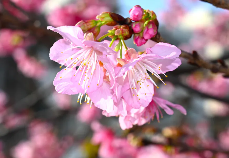 【元気！勇気！笑顔！】ペリー保育園