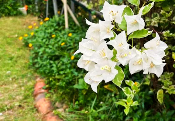 社会福祉法人　ペリー福祉会 【元気！勇気！笑顔！】ペリー保育園