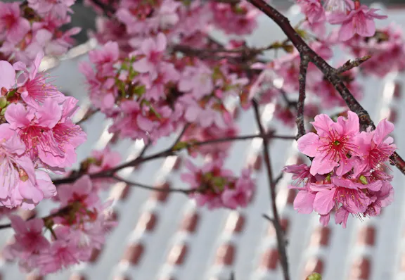 社会福祉法人　ペリー福祉会 【元気！勇気！笑顔！】ペリー保育園