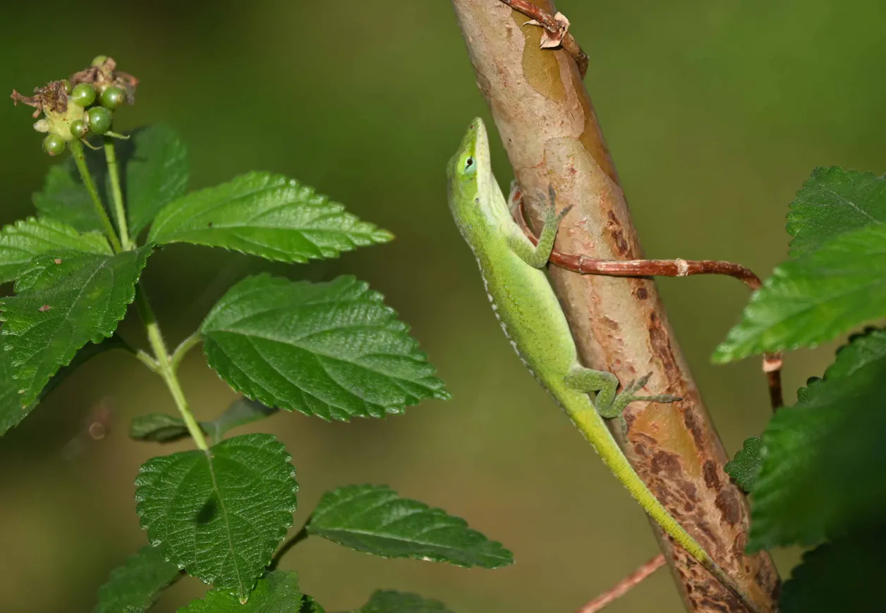 【元気！勇気！笑顔！】ペリー保育園