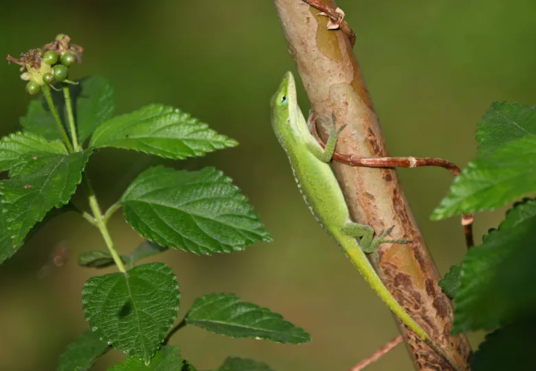 【元気！勇気！笑顔！】ペリー保育園