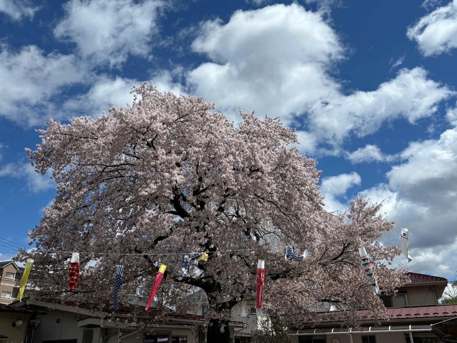 樹齢100年の桜の園庭がある小規模保育園