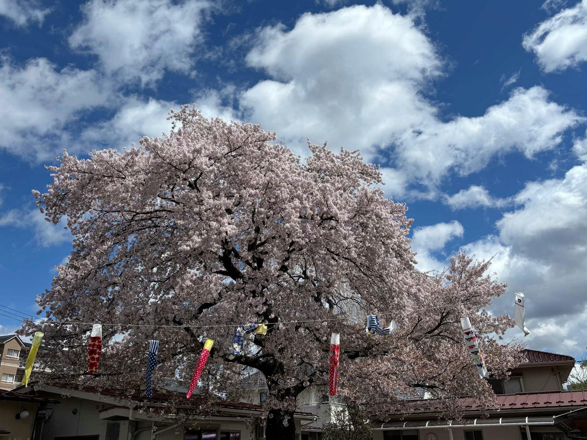 樹齢100年の桜の園庭がある小規模保育園