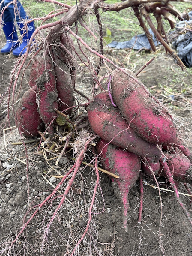 お芋ほり・枝豆収穫