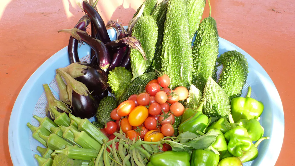 園庭で収穫した夏野菜