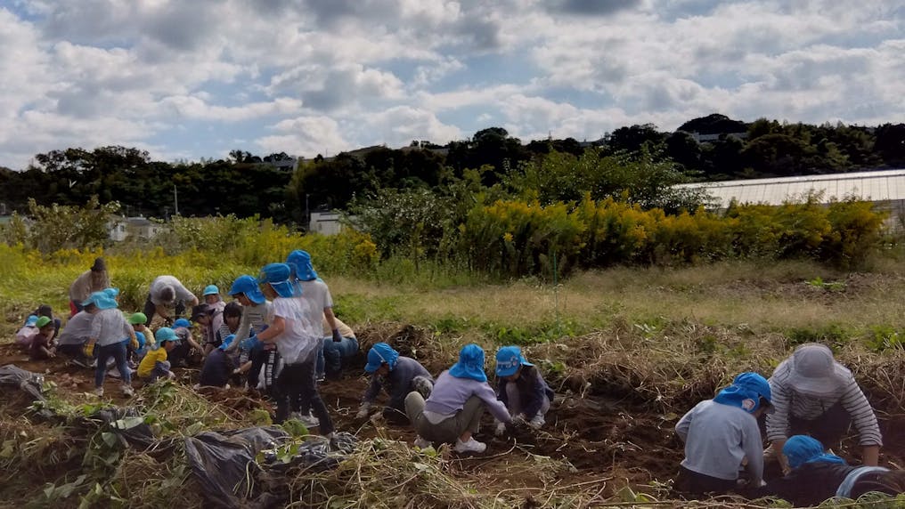 園の近くの畑で。季節の作物を育てています。