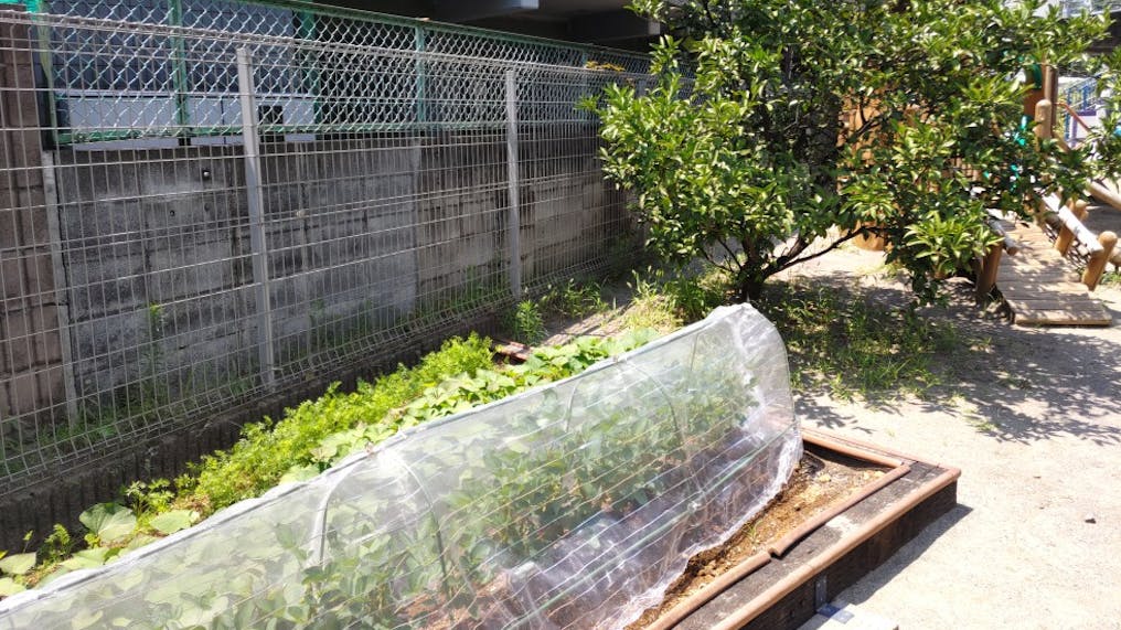 畑で季節の野菜を栽培