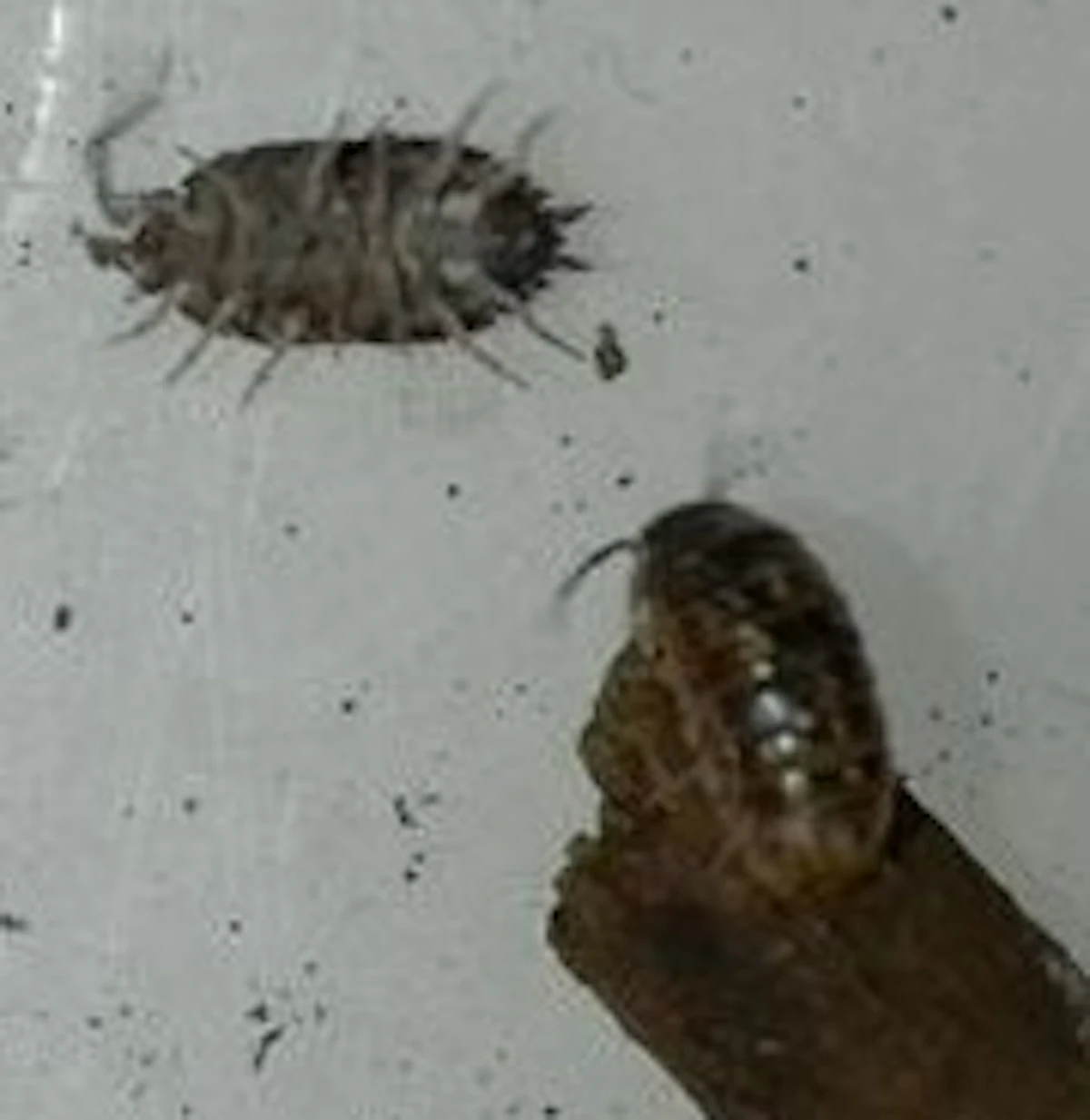 129041813-IMAG0009.jpg
