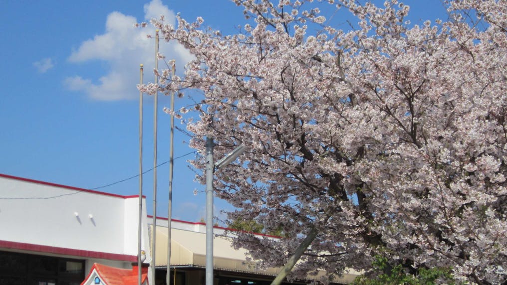 門扉横の桜