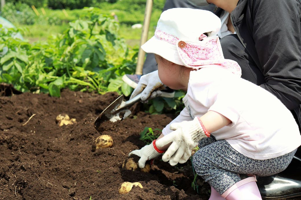 園庭で育てた野菜をみんなで調理