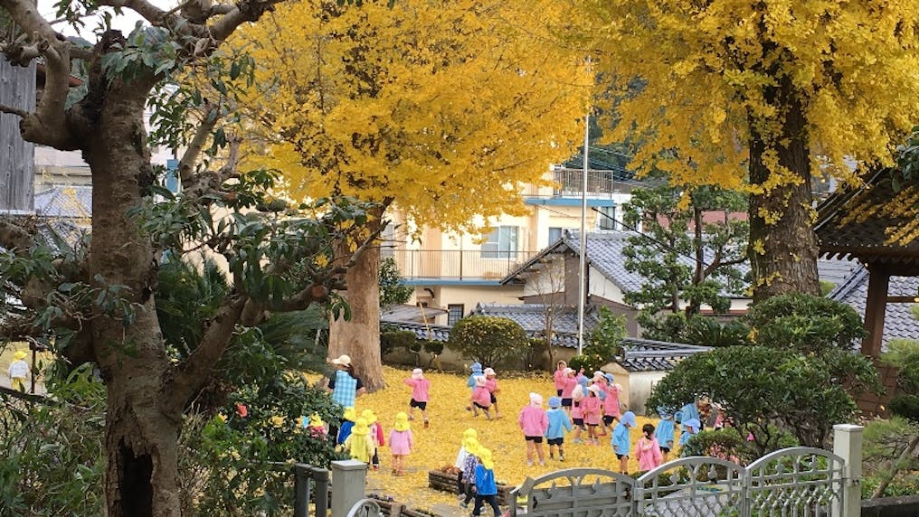 園舎の隣の境内には大きなイチョウの木。