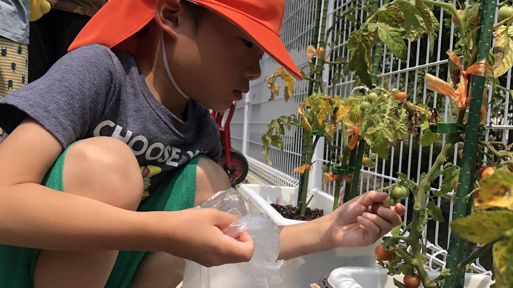 陽の光が差し込む園庭で野菜を栽培！