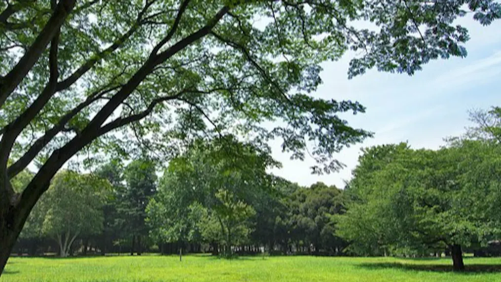 砧公園