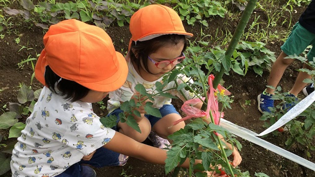 畑で季節ごとの野菜を育てています