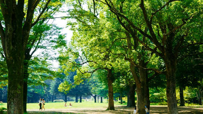 広大な面積で緑あふれる代々木公園まで徒歩5分のロケーション。