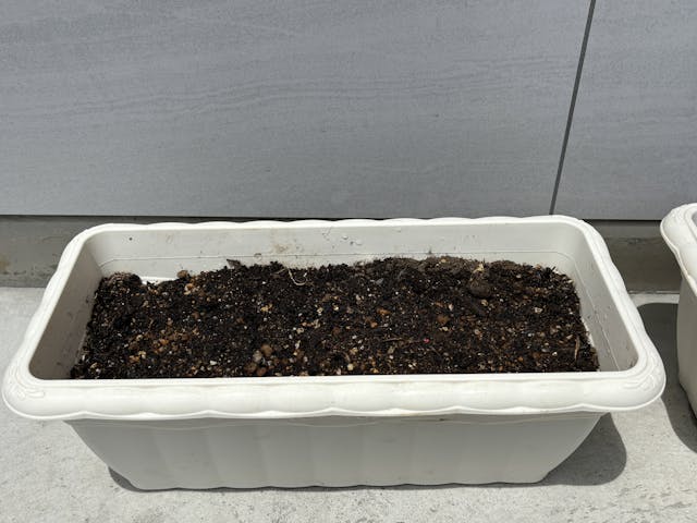 朝顔の種を植えたよ☀️