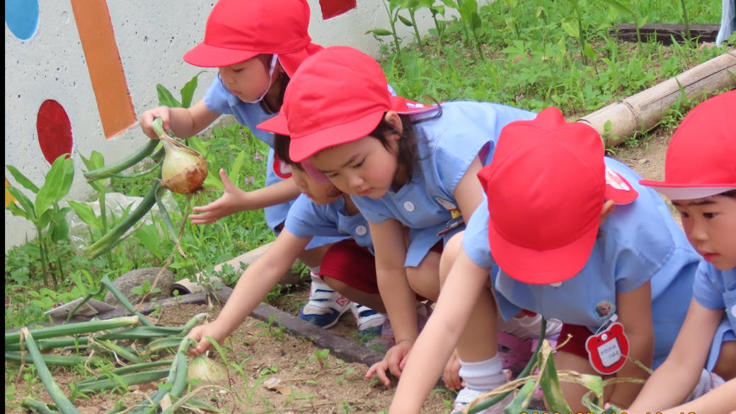 園の畑にて野菜の収穫