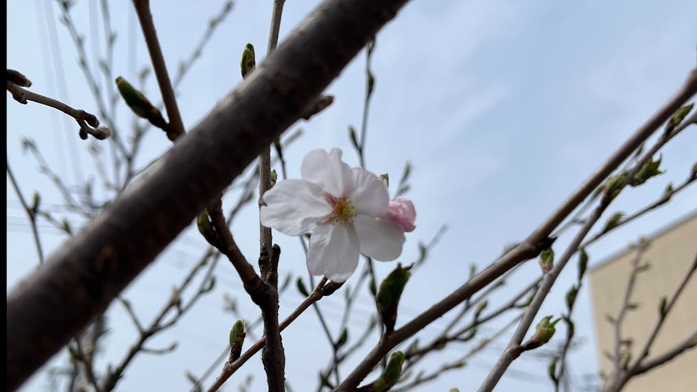 りじょうの桜