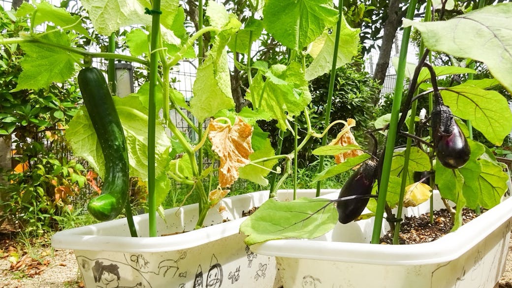 土とふれあい、食の大切さを学ぶ
