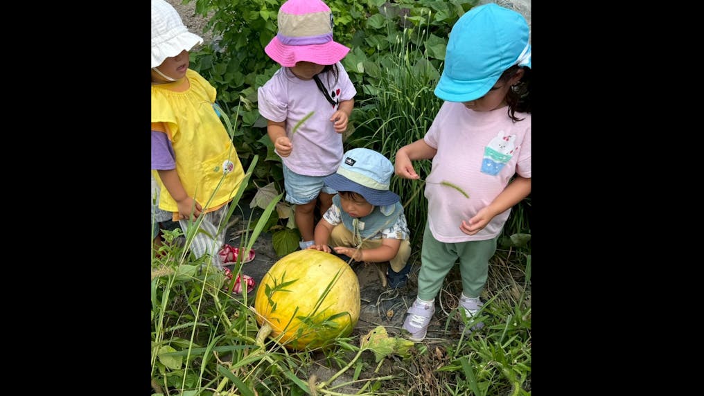 大きなどてかぼちゃ