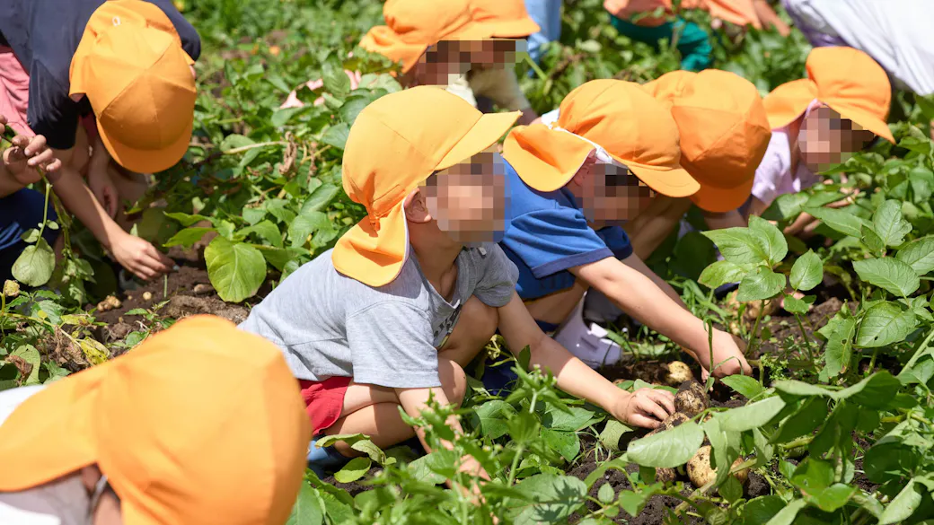 野菜の栽培，収穫を体験しています。