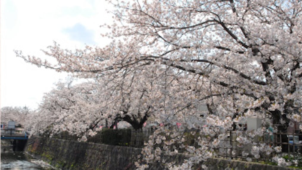 清らかな流れが心を癒す緑川